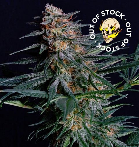 BLACK IN BLACK EARLY VERSION