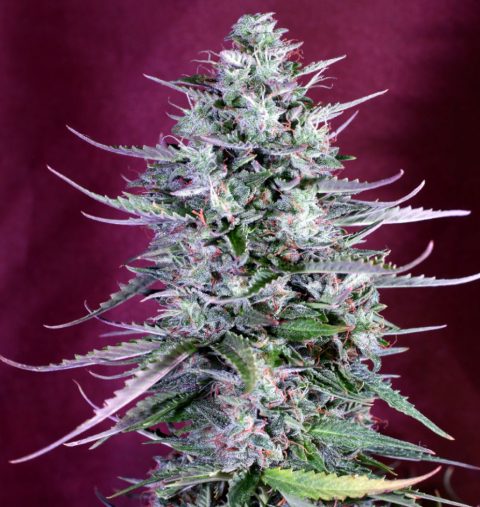 BUDMAKER AUTO