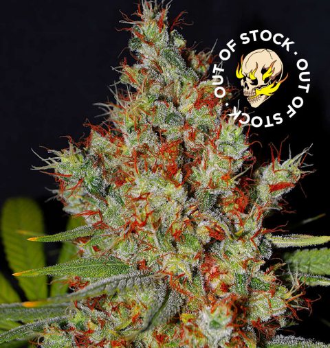 CRITICAL EARLY VERSION