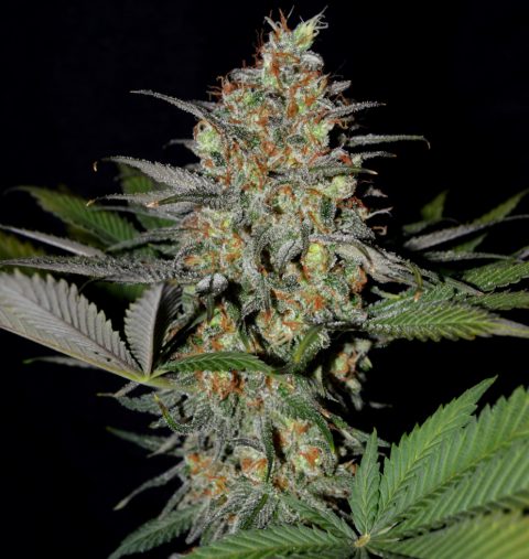 WHITE WIDOW X AK EARLY VERSION