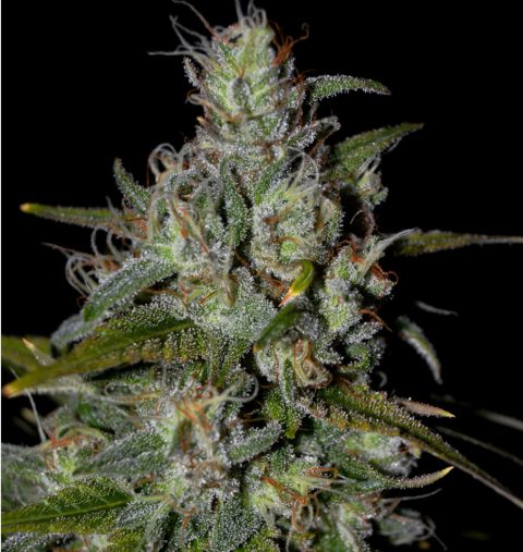 BLUEBERRY 99 EARLY VERSION