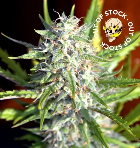 LEMON PIE EARLY VERSION