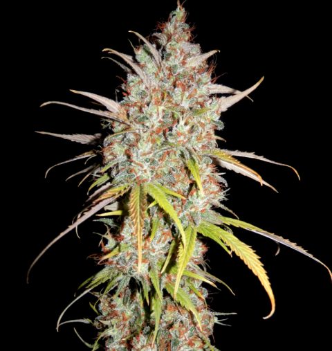 GREEN POWER XL EARLY VERSION