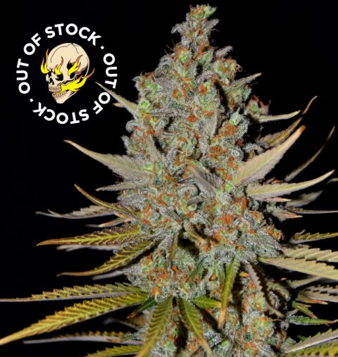 JAWBREAKER 47 EARLY VERSION