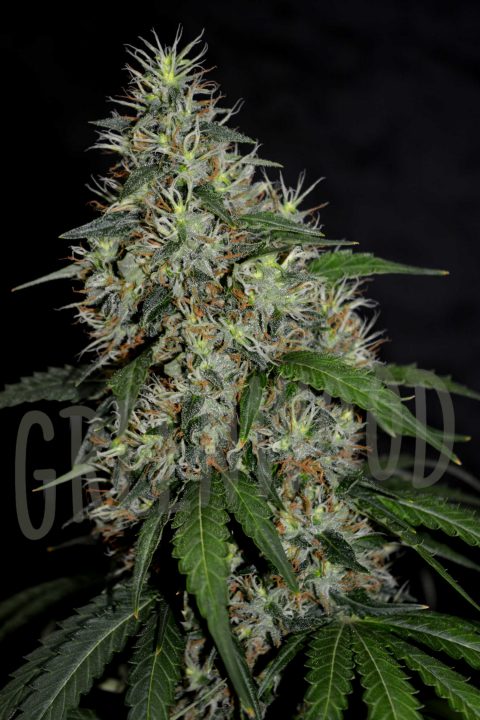 O.G. CHOCOLATE COOKIES