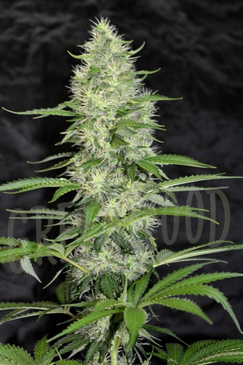 STRAWBERRY DIESEL OG