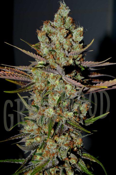 SWEET TOOTH GORILLAZ