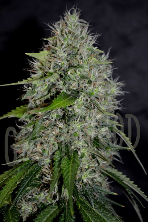 ZKITTLEZ TANGIE POWER