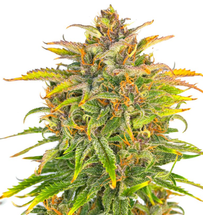 PINK ROZAY X STRAWBERRY BANANA – Greenbud seeds