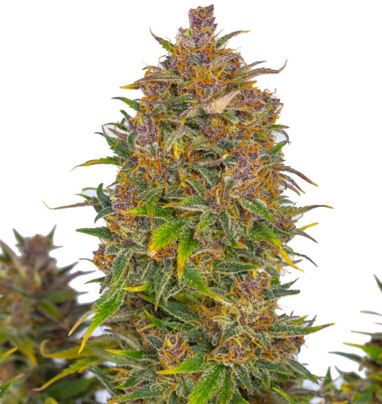 PURPLE PUNCH GELATO Greenbud seeds