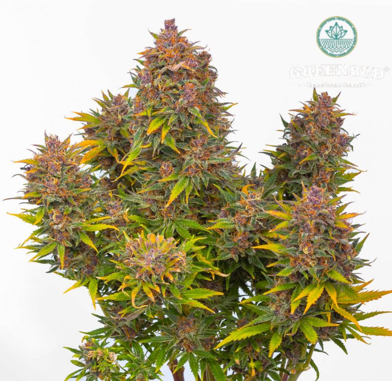 PURPLE PUNCH GELATO Greenbud seeds