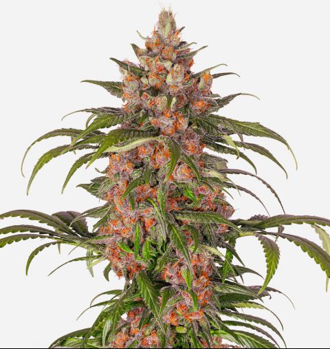 PURPLE BLACK GOLD EARLY