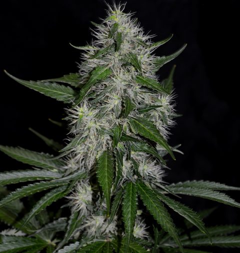 BRUCE BANNER REGULAR