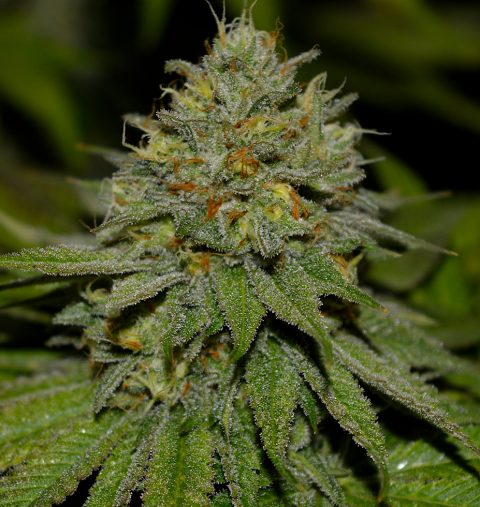 CANDY RITUAL PELLEZINO REGULAR