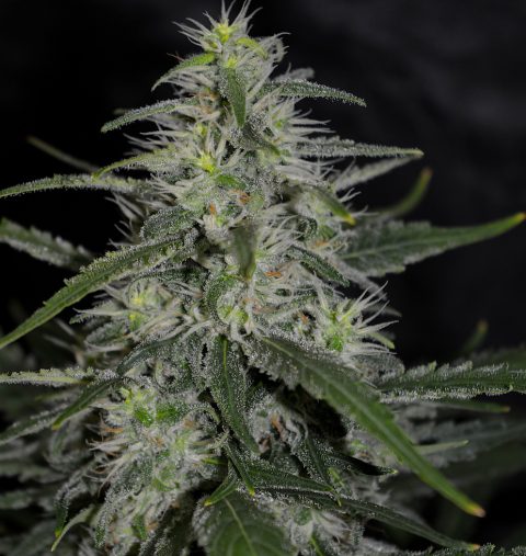 VELVET QUEEN REGULAR