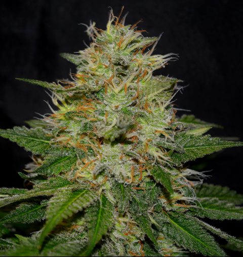 WEDDING CAKE REGULAR