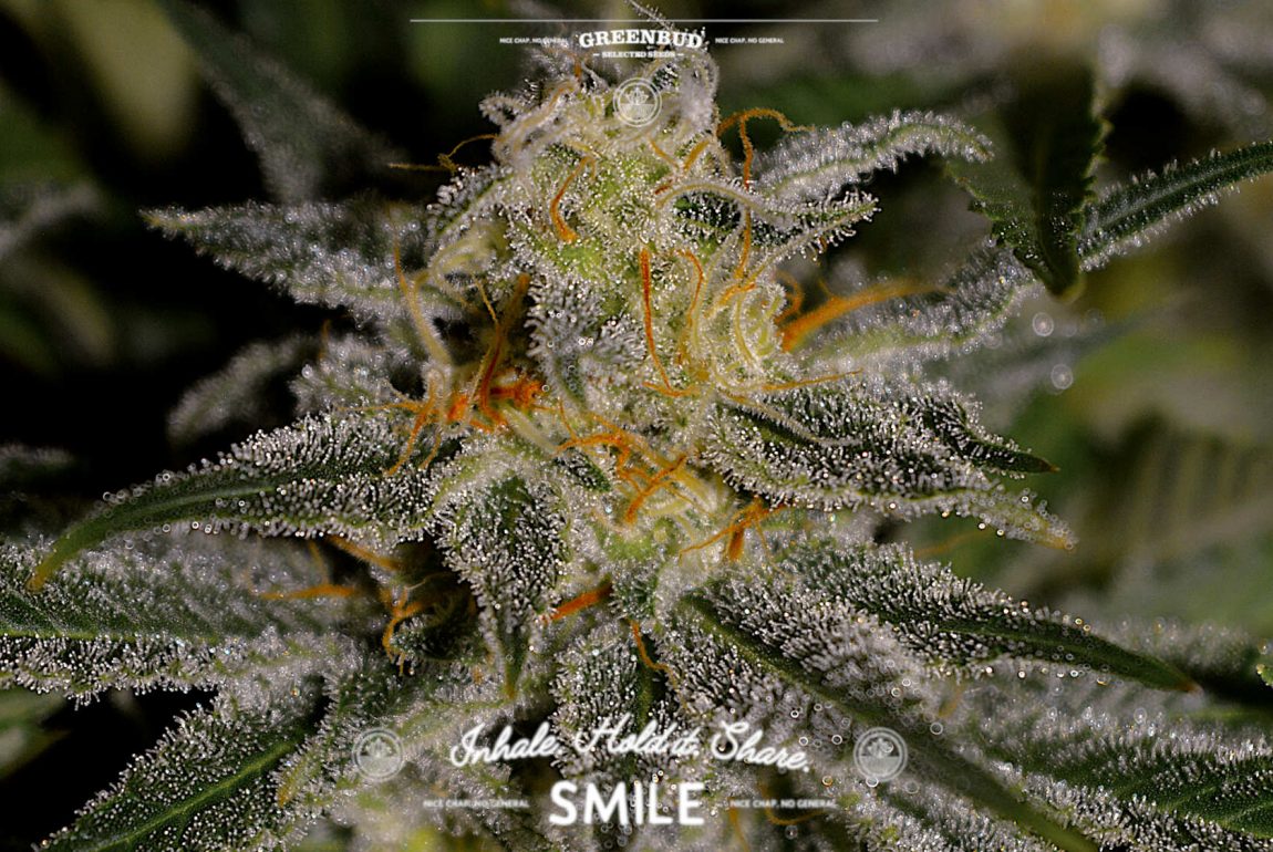 Midnight Sundae cannabis flower by Greenbud Seeds illustrating the evolution of berry terpene profiles in modern cannabis breeding, from classic Blueberry genetics to contemporary dessert-inspired hybrids.