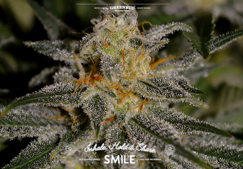 Midnight Sundae cannabis flower by Greenbud Seeds illustrating the evolution of berry terpene profiles in modern cannabis breeding, from classic Blueberry genetics to contemporary dessert-inspired hybrids.