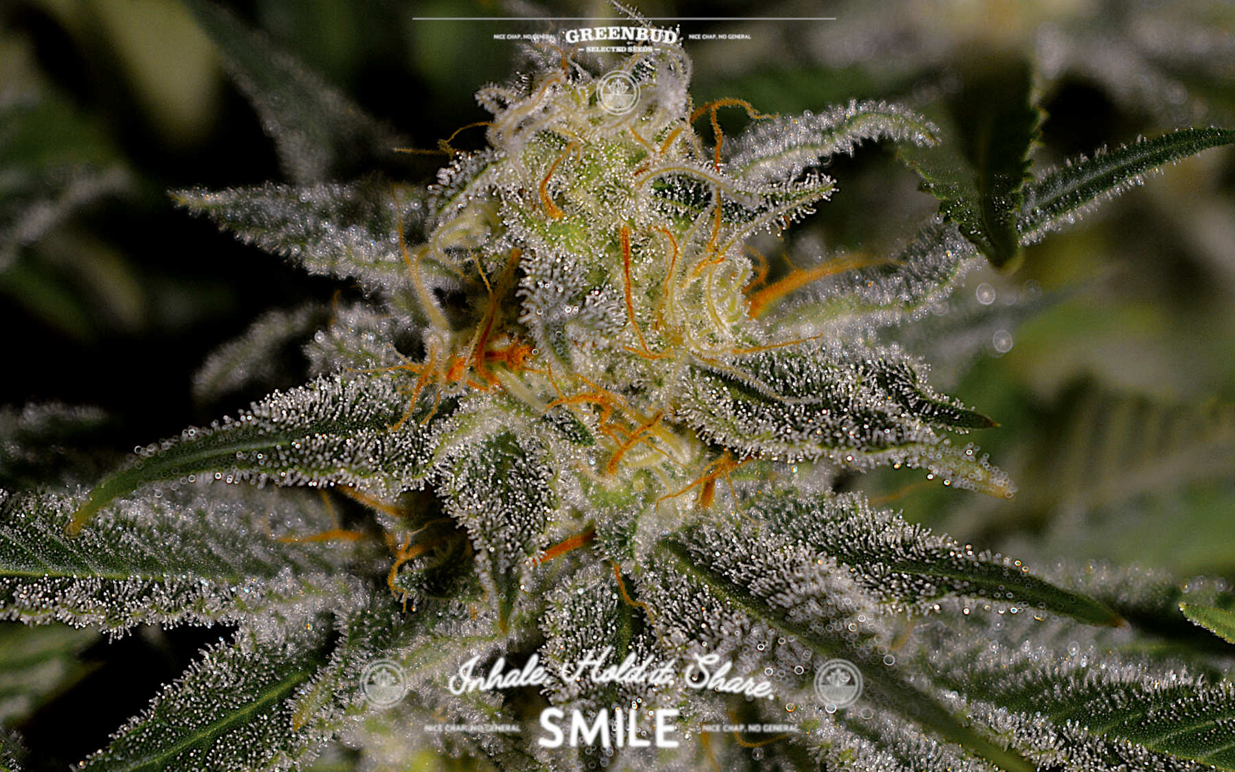Midnight Sundae cannabis flower by Greenbud Seeds illustrating the evolution of berry terpene profiles in modern cannabis breeding, from classic Blueberry genetics to contemporary dessert-inspired hybrids.